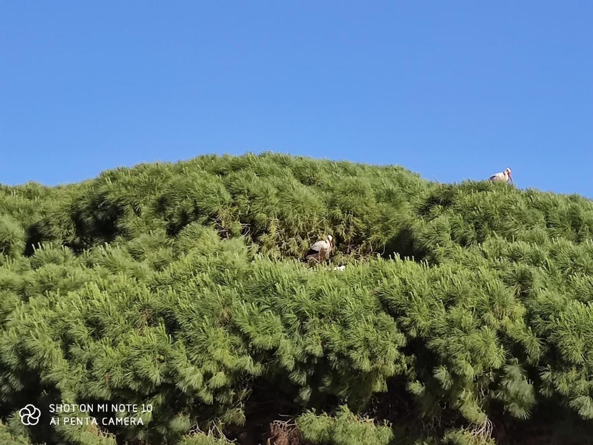 Pueblos Blancos Vejer de la Frontera Bagian luar foto